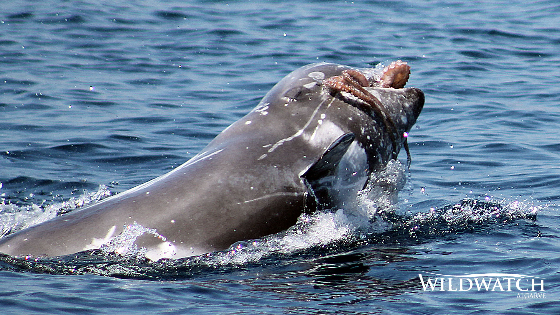Risso’s and other dolphins for an happy Easter ‹ Wildwatch