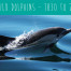 Wildwatch Wild Dolphins the best dolphin watching trip in t