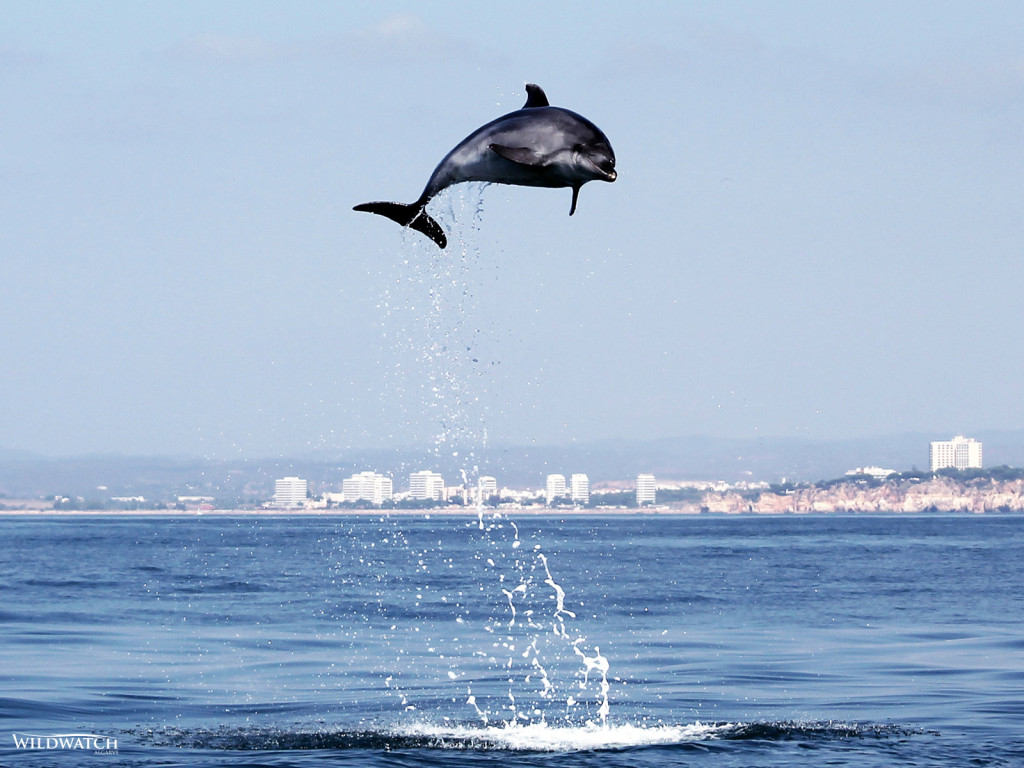 algarve dolphins