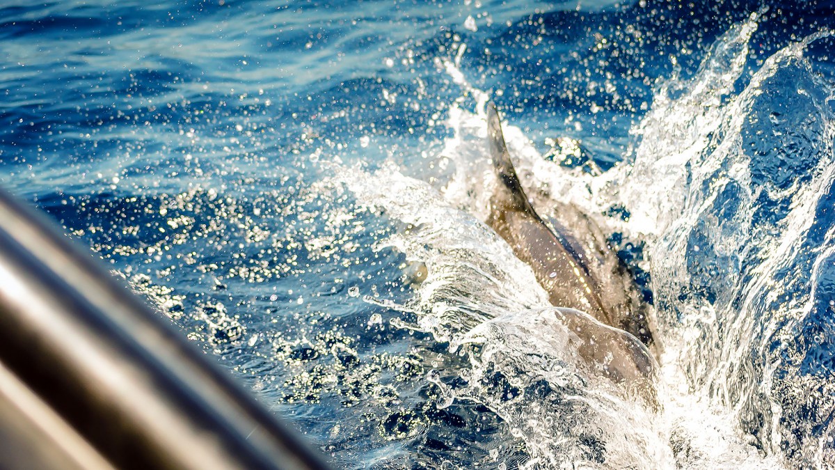 Dolphin Watching in Ferragudo, Praia da Rocha & Carvoeiro